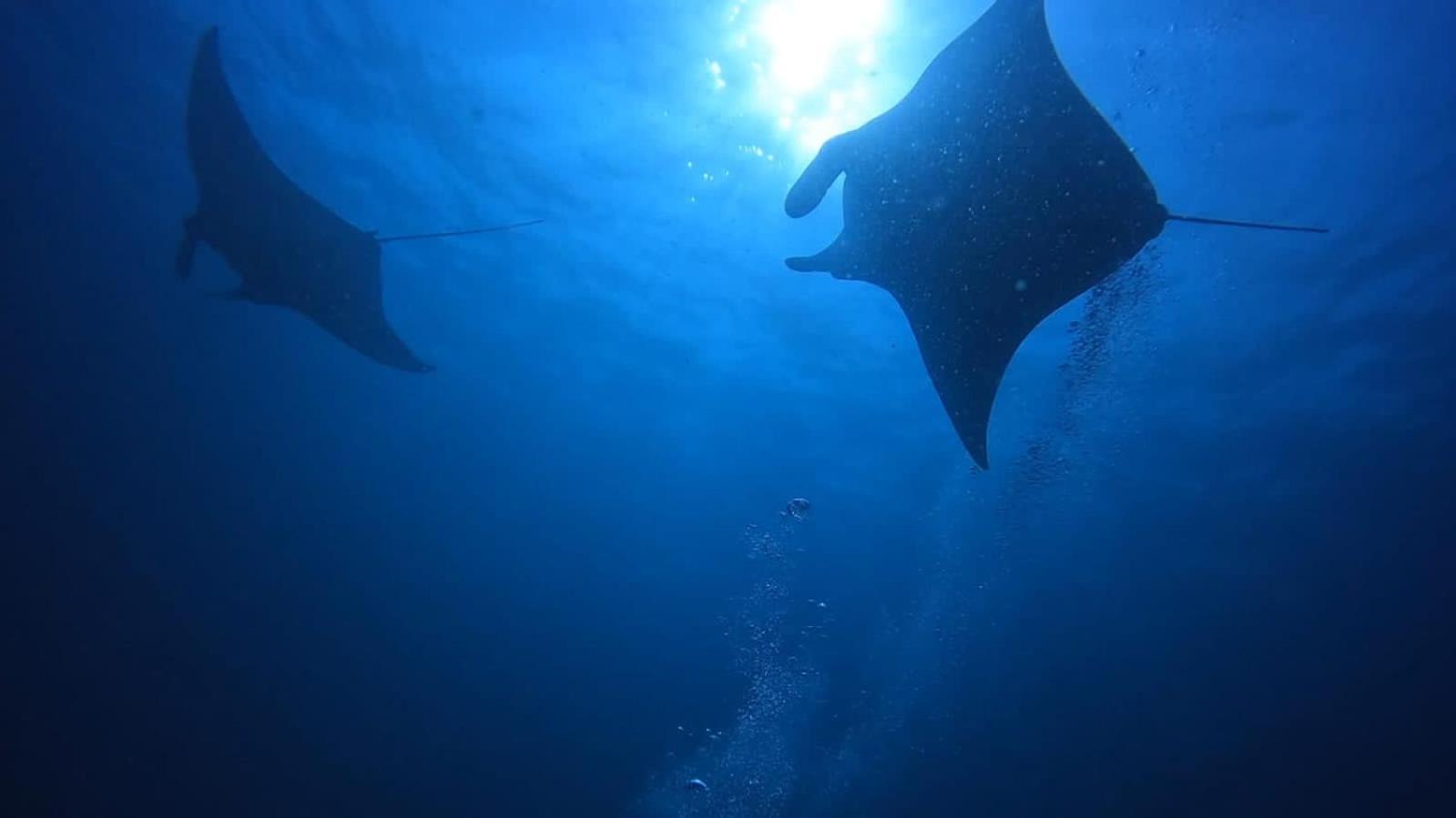 Rashuthere Maldives Rasdhoo Экстерьер фото