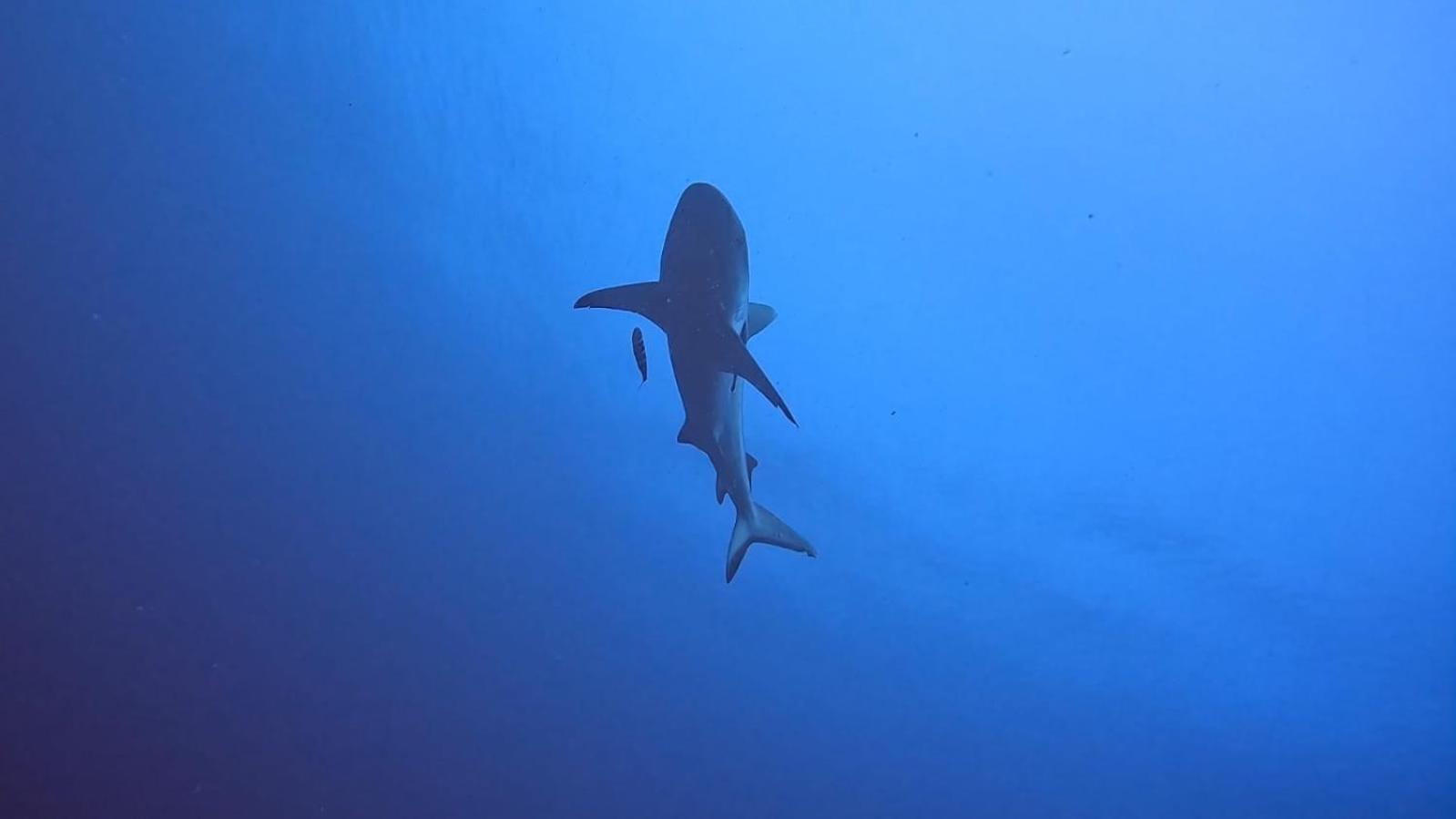 Rashuthere Maldives Rasdhoo Экстерьер фото