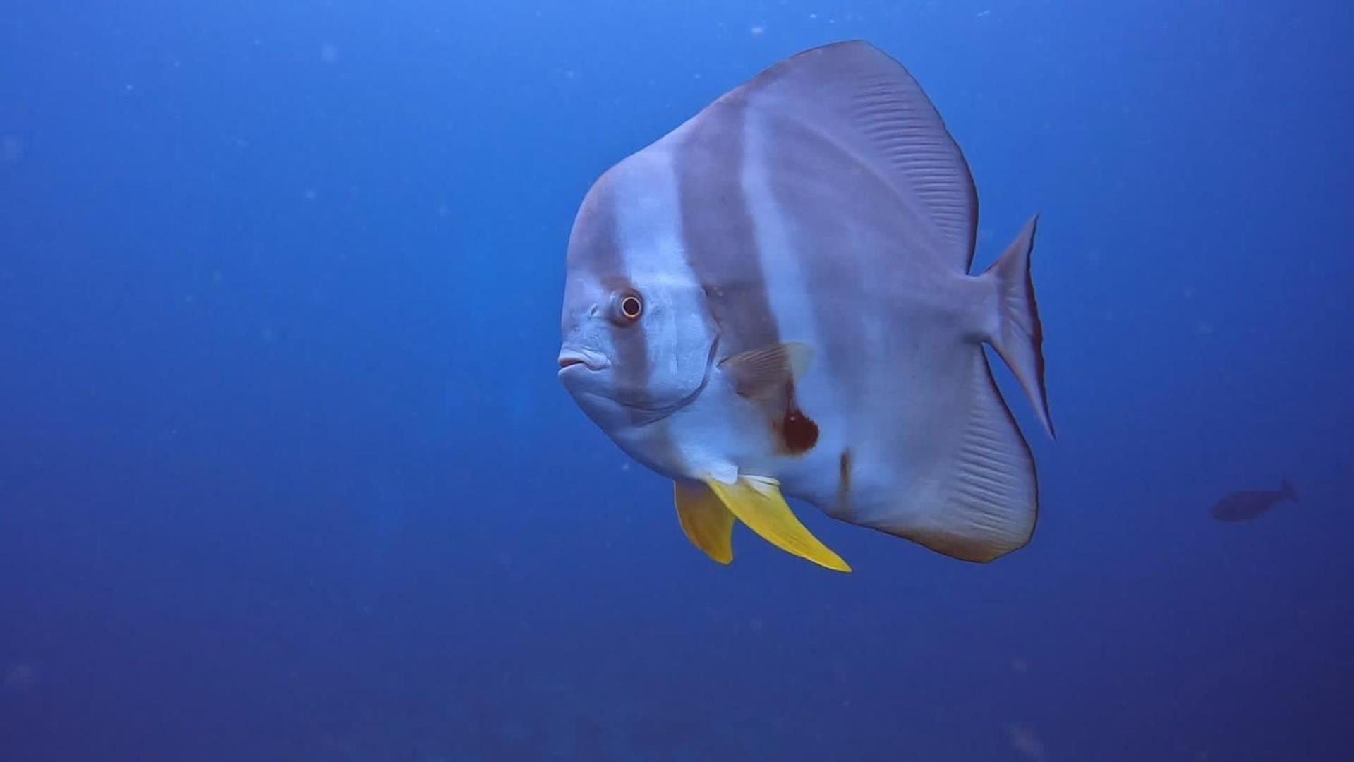 Rashuthere Maldives Rasdhoo Экстерьер фото