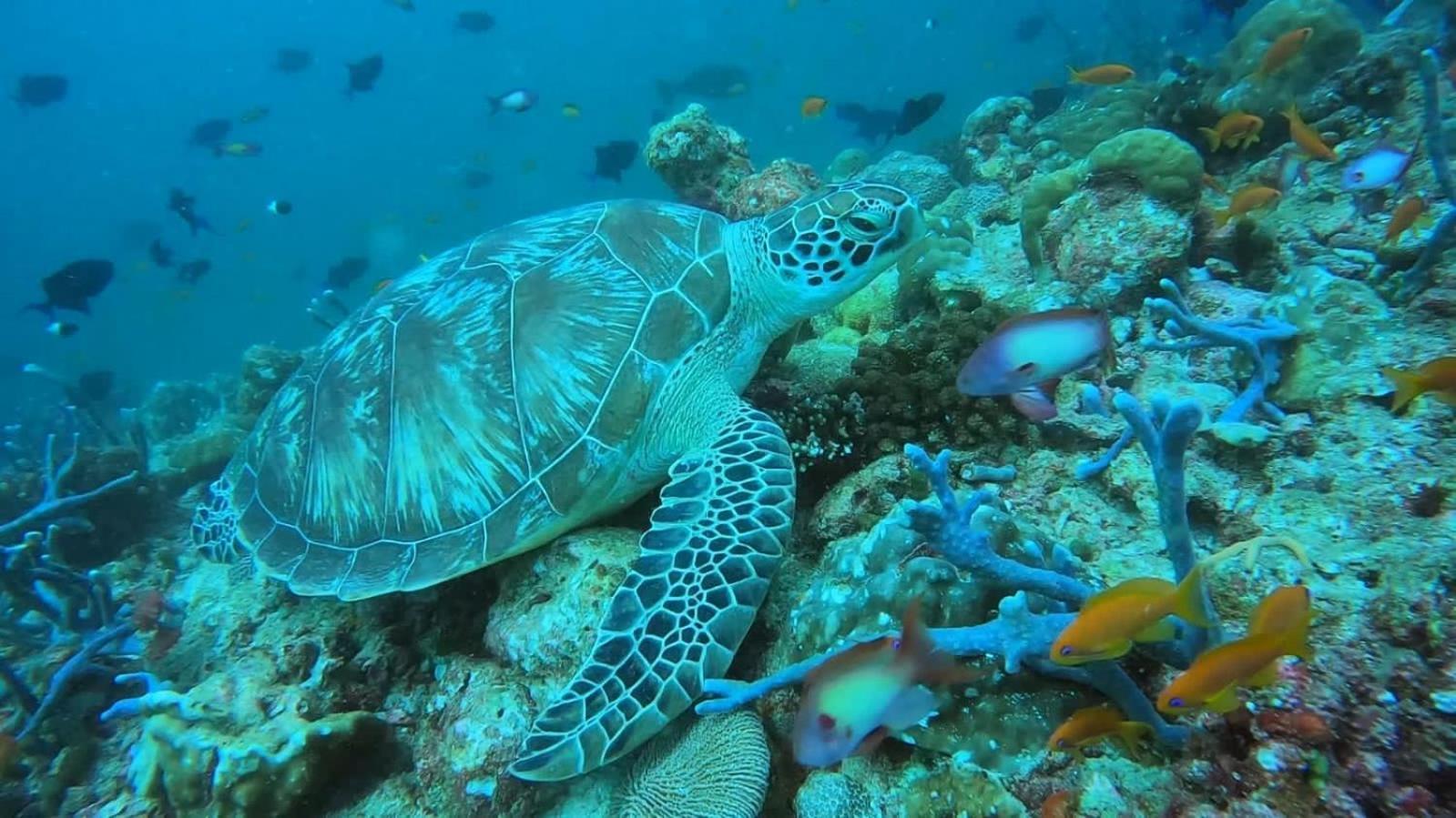 Rashuthere Maldives Rasdhoo Экстерьер фото