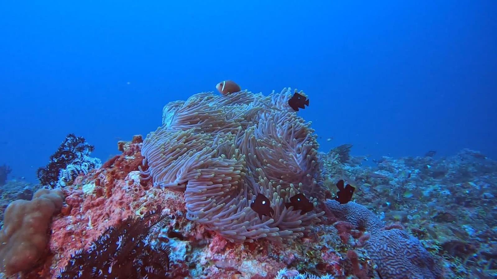 Rashuthere Maldives Rasdhoo Экстерьер фото