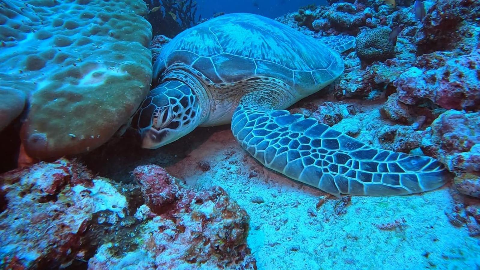 Rashuthere Maldives Rasdhoo Экстерьер фото