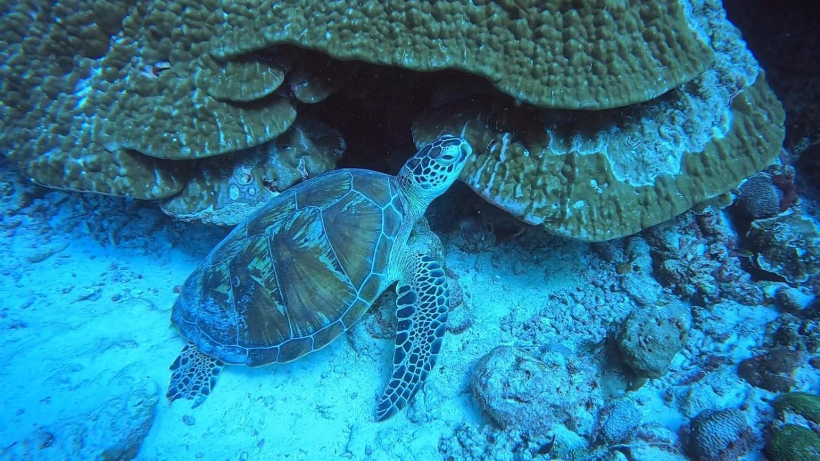 Rashuthere Maldives Rasdhoo Экстерьер фото